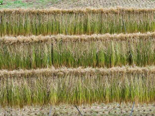 Foto een schilderachtig uitzicht op een grasveld