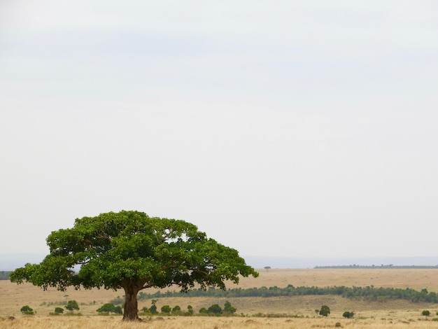 Een schilderachtig uitzicht op een groene boom op het veld
