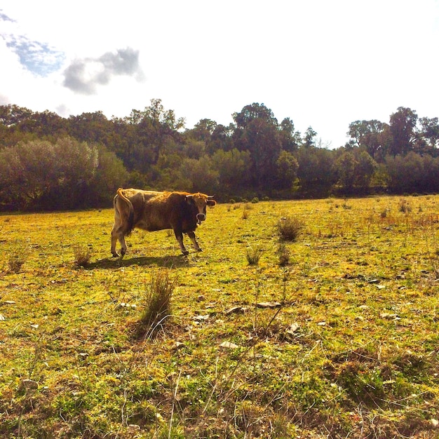 Een schilderachtig uitzicht op een koe op het veld