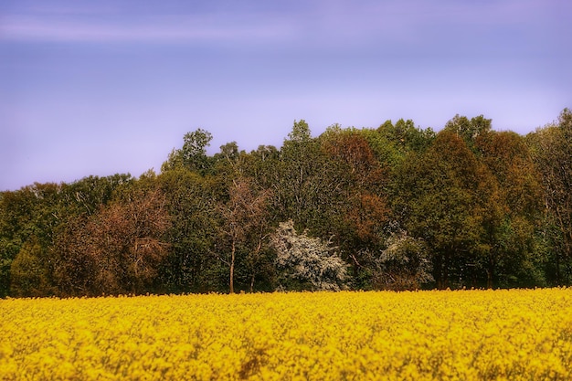 Een schilderachtig uitzicht op een koolzaadveld tegen de lucht