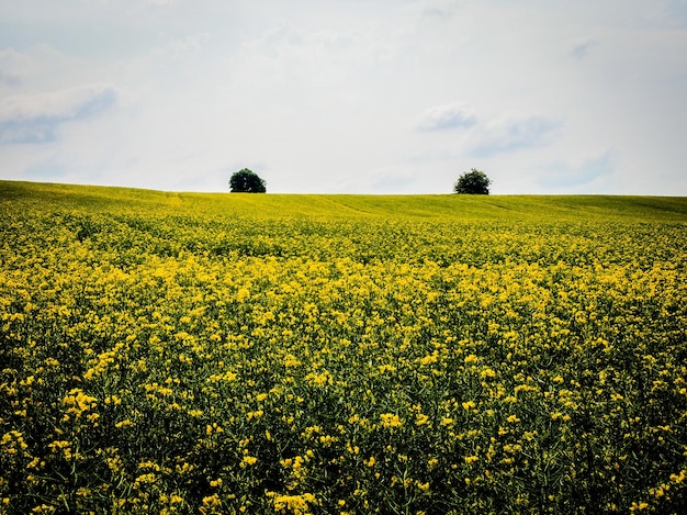 Een schilderachtig uitzicht op een koolzaadveld tegen de lucht