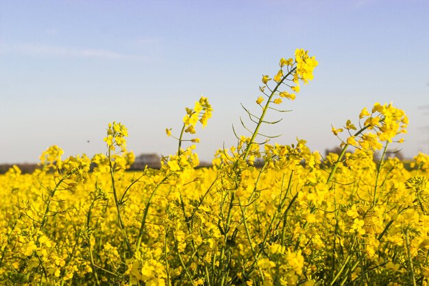 Foto een schilderachtig uitzicht op een koolzaadveld tegen de lucht