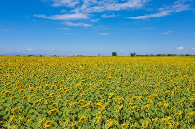 Een schilderachtig uitzicht op een koolzaadveld tegen de lucht