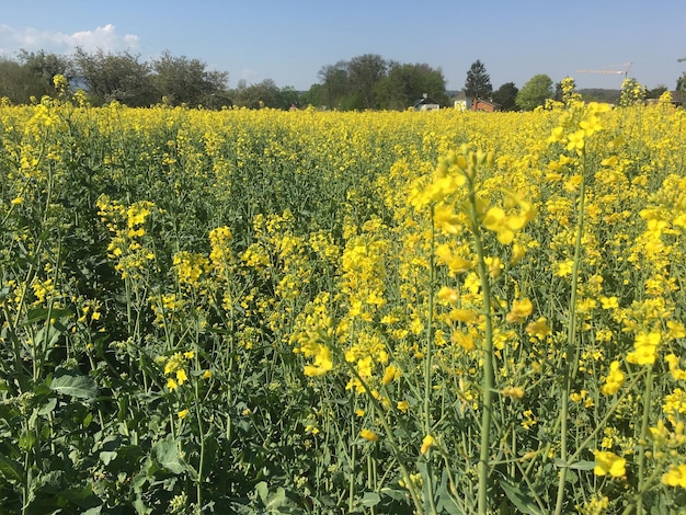 Foto een schilderachtig uitzicht op een koolzaadveld