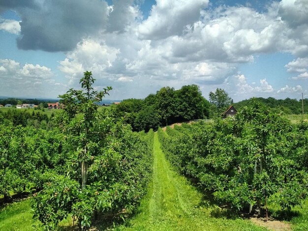 Foto een schilderachtig uitzicht op een landbouwveld tegen de lucht