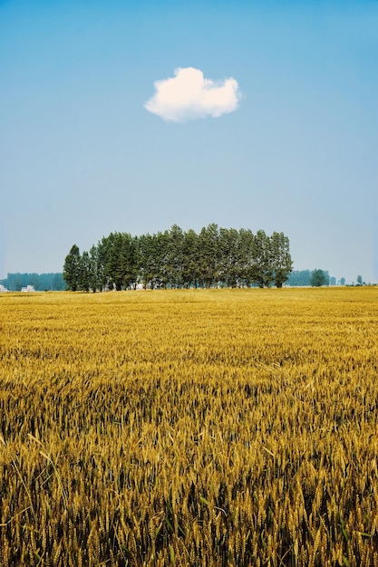Een schilderachtig uitzicht op een landbouwveld tegen de lucht