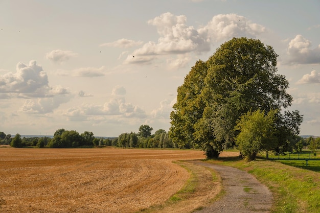 Foto een schilderachtig uitzicht op een landbouwveld tegen de lucht