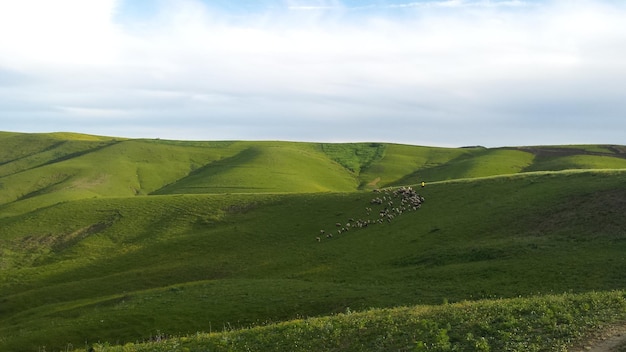 Foto een schilderachtig uitzicht op een landbouwveld tegen de lucht