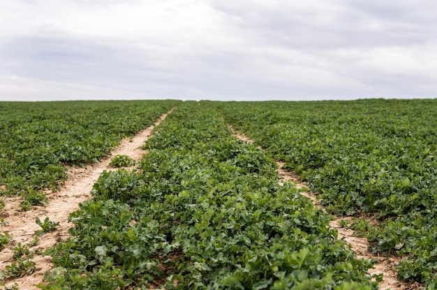 Foto een schilderachtig uitzicht op een landbouwveld tegen de lucht