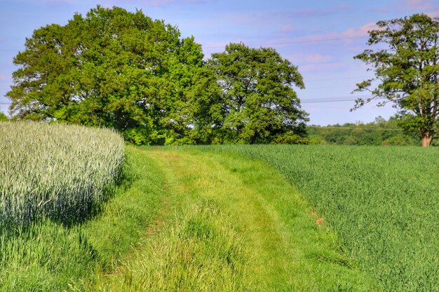 Foto een schilderachtig uitzicht op een landbouwveld tegen de lucht