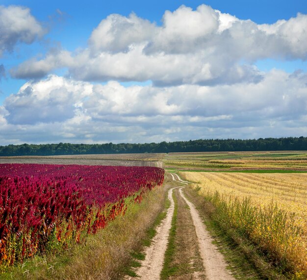 Een schilderachtig uitzicht op een landbouwveld tegen de lucht