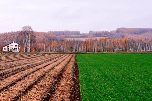 Foto een schilderachtig uitzicht op een landbouwveld tegen de lucht