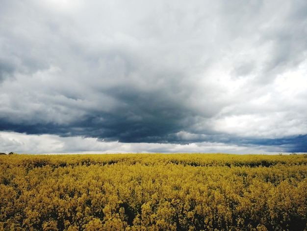 Een schilderachtig uitzicht op een landbouwveld tegen de lucht