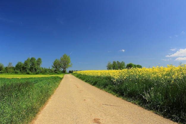 Een schilderachtig uitzicht op een landbouwveld tegen een heldere blauwe lucht