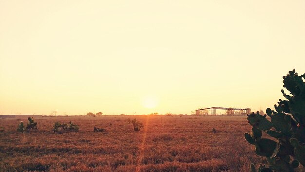 Foto een schilderachtig uitzicht op een landbouwveld tegen een heldere lucht