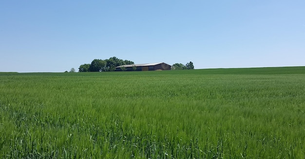 Een schilderachtig uitzicht op een landbouwveld tegen een heldere lucht