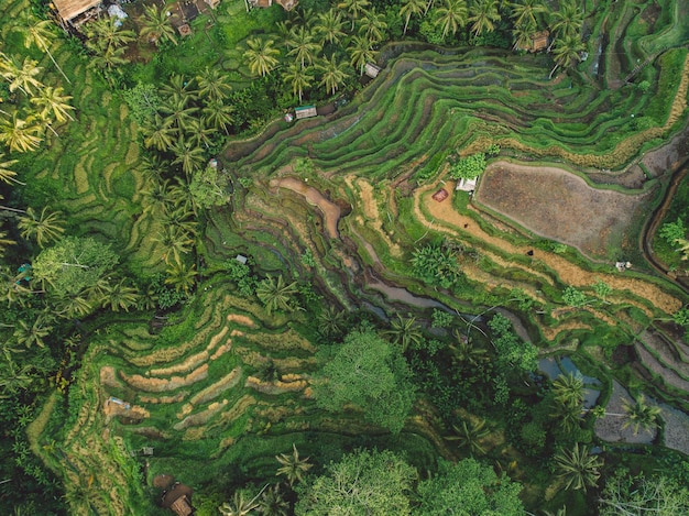 Foto een schilderachtig uitzicht op een landbouwveld