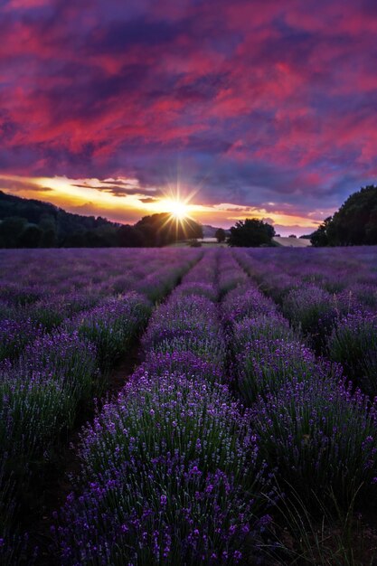 Foto een schilderachtig uitzicht op een lavendelveld tegen de hemel bij zonsondergang