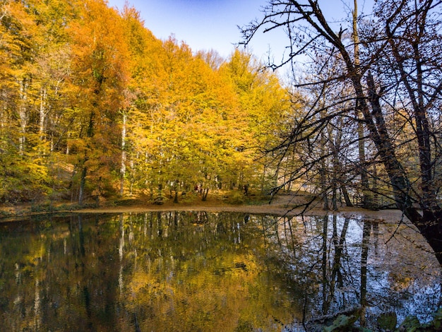Een schilderachtig uitzicht op een meer in het bos in de herfst