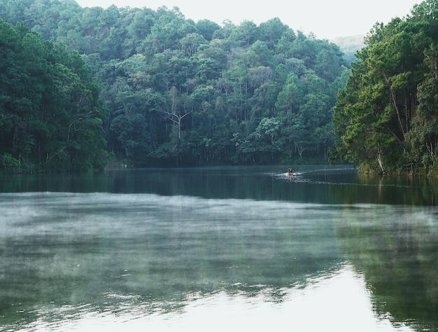 Foto een schilderachtig uitzicht op een meer in het bos