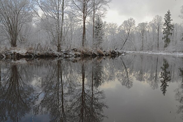 Foto een schilderachtig uitzicht op een meer in het bos