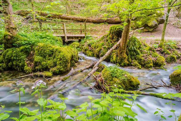 Foto een schilderachtig uitzicht op een meer in het bos