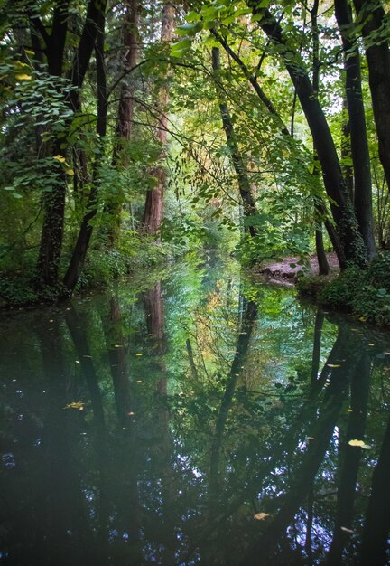 Foto een schilderachtig uitzicht op een meer in het bos