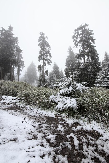 Foto een schilderachtig uitzicht op een met sneeuw bedekt landschap