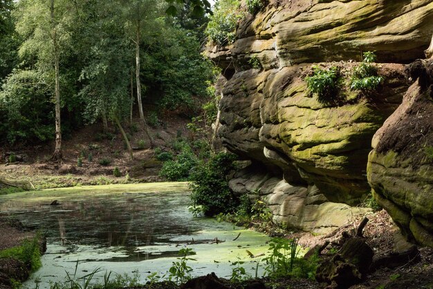 Foto een schilderachtig uitzicht op een rivier te midden van bomen in het bos