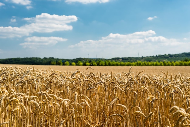 Een schilderachtig uitzicht op een tarweveld tegen de lucht tijdens een zonnige dag
