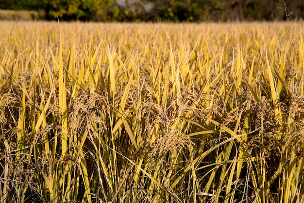 Foto een schilderachtig uitzicht op een tarweveld