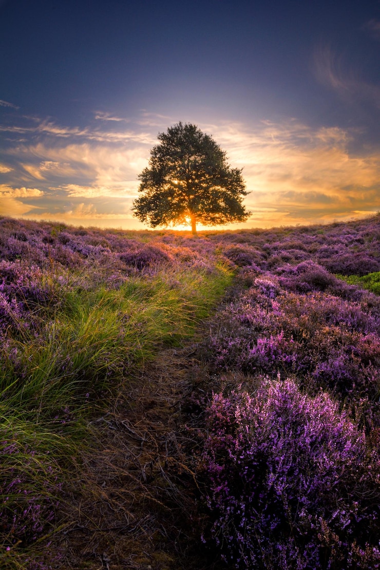 Foto een schilderachtig uitzicht op een veld tegen de hemel bij zonsondergang