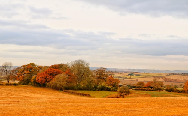 Foto een schilderachtig uitzicht op een veld tegen de hemel in de herfst