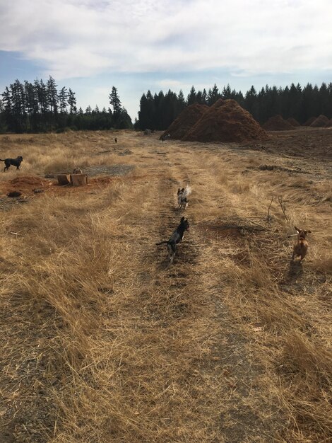 Foto een schilderachtig uitzicht op een veld