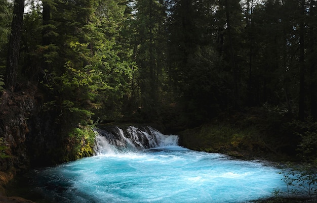 Een schilderachtig uitzicht op een waterval in het bos