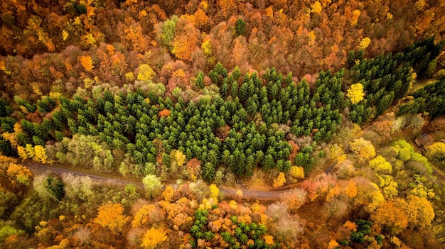 Een schilderachtig uitzicht op een weg midden in het bos in de herfst