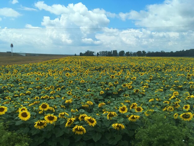 Een schilderachtig uitzicht op een zonnebloemveld tegen een bewolkte lucht