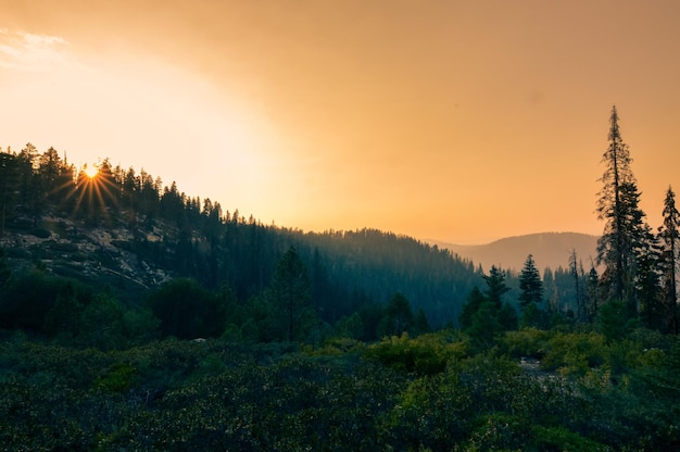 Een schilderachtig uitzicht op het bos tegen de hemel bij zonsondergang
