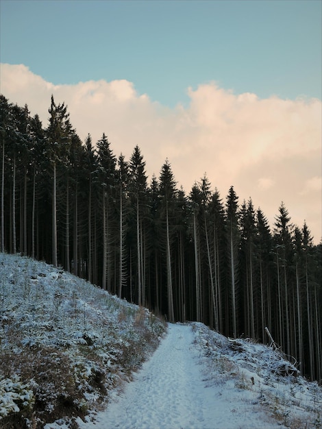 Een schilderachtig uitzicht op het bos tegen de lucht in de winter