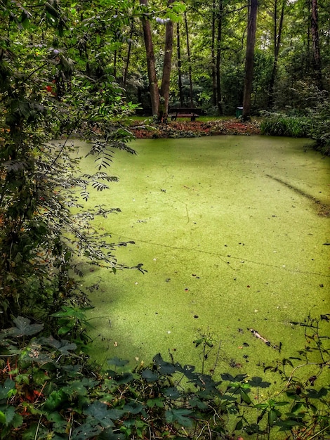 Foto een schilderachtig uitzicht op het bos