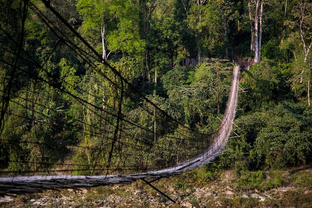 Foto een schilderachtig uitzicht op het bos