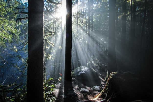 Een schilderachtig uitzicht op het bos