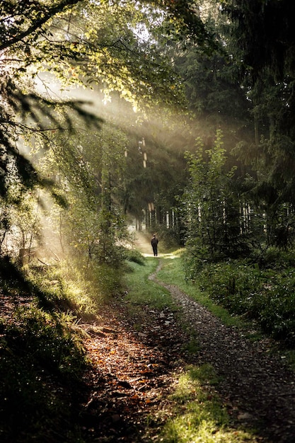 Een schilderachtig uitzicht op het bos