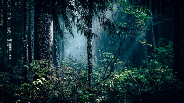 Foto een schilderachtig uitzicht op het bos