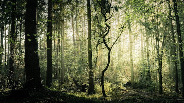 Een schilderachtig uitzicht op het bos