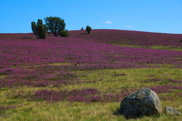 Foto een schilderachtig uitzicht op het landschap tegen een heldere lucht