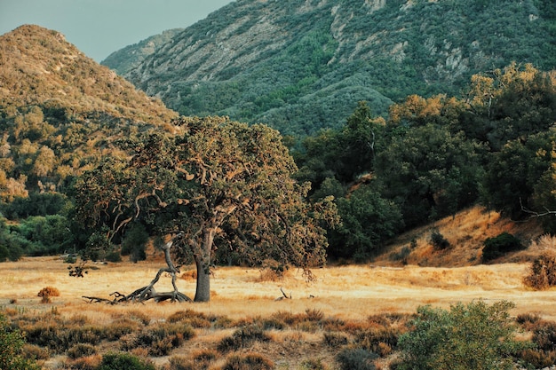 Een schilderachtig uitzicht op het Malibu Creek State Park