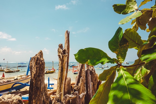 Foto een schilderachtig uitzicht op het strand gezien door de bladeren