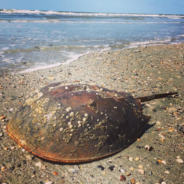 Foto een schilderachtig uitzicht op het strand