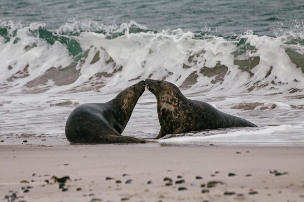 Foto een schilderachtig uitzicht op het strand